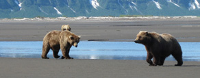 Grizzlies i Katmai National Park and Preserve
