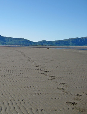 Bjørnespor i Hallo Bay, Katmai, Sydvestalaska