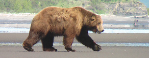 Grizzly-bjørn i Hallo Bay, Katmai, Sydvestalaska