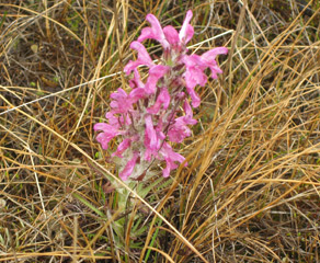 Wooly Lousewort, Nordalaska