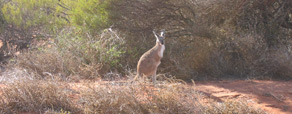 Western grey kangaroo