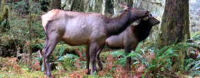 På Olympic Peninsula tæt på havet