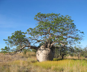 Boabtræer er sjældne og findes kun i Kimberley, i Afrika og på Madagaskar